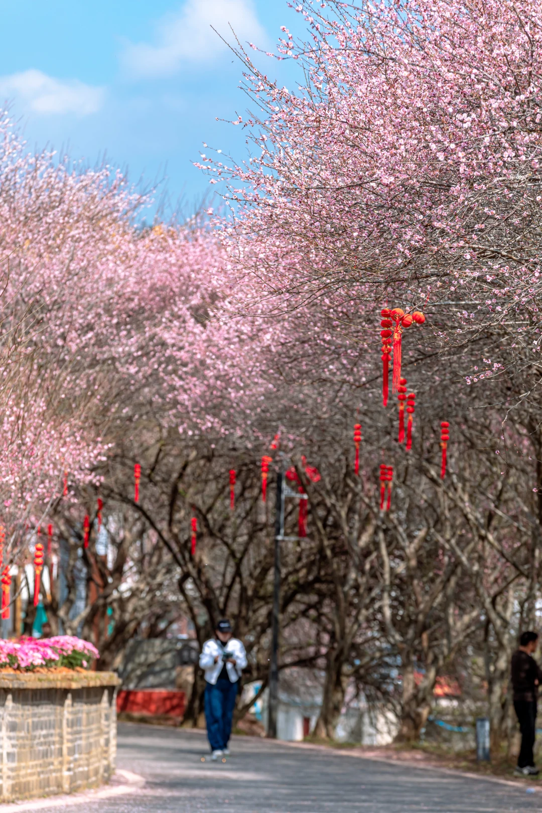 这个古镇的梅花已经开爆……