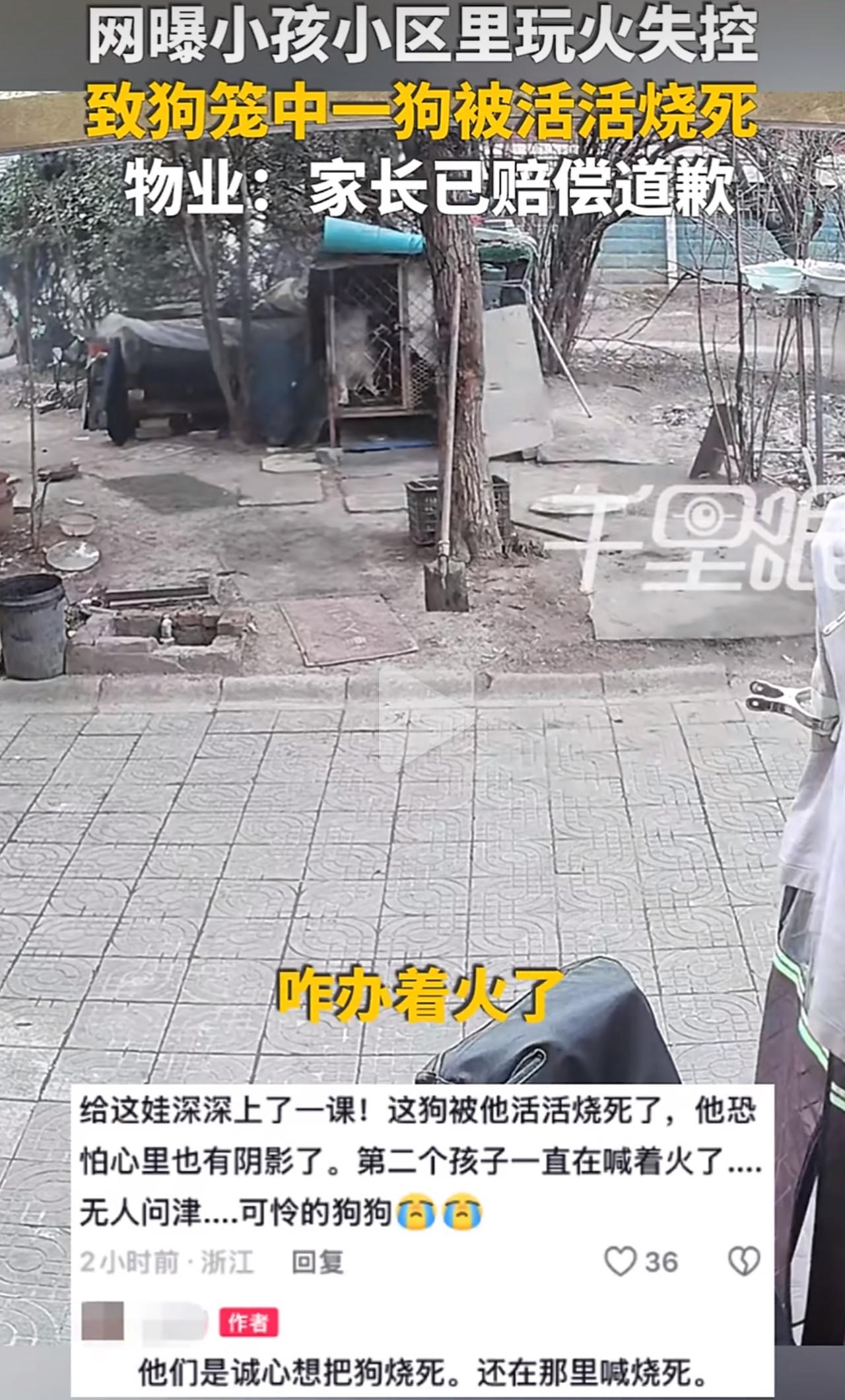 小区里孩子玩仙女棒，把一只萨摩耶活活烧死了，物业说赔了6000块事儿结了，可狗主