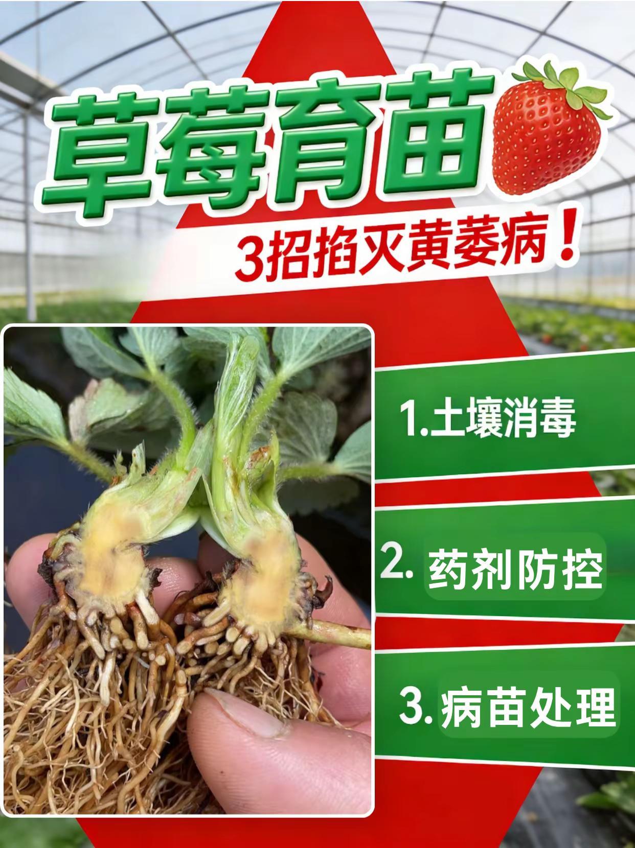 草莓育苗3招掐灭黄萎病。草莓育苗黄萎病草莓种植