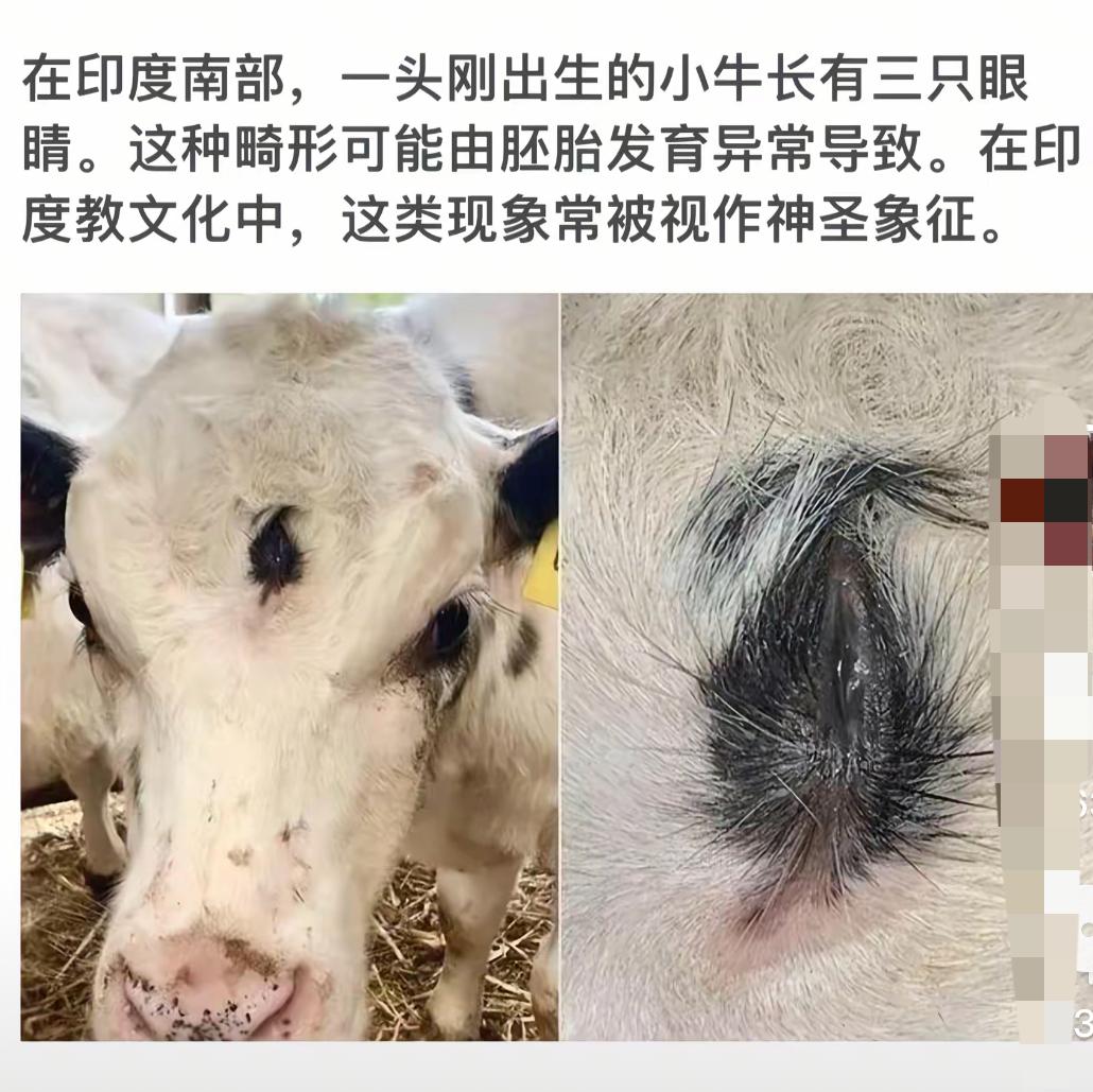 三眼小牛惊现印度，神兽象征引发热议