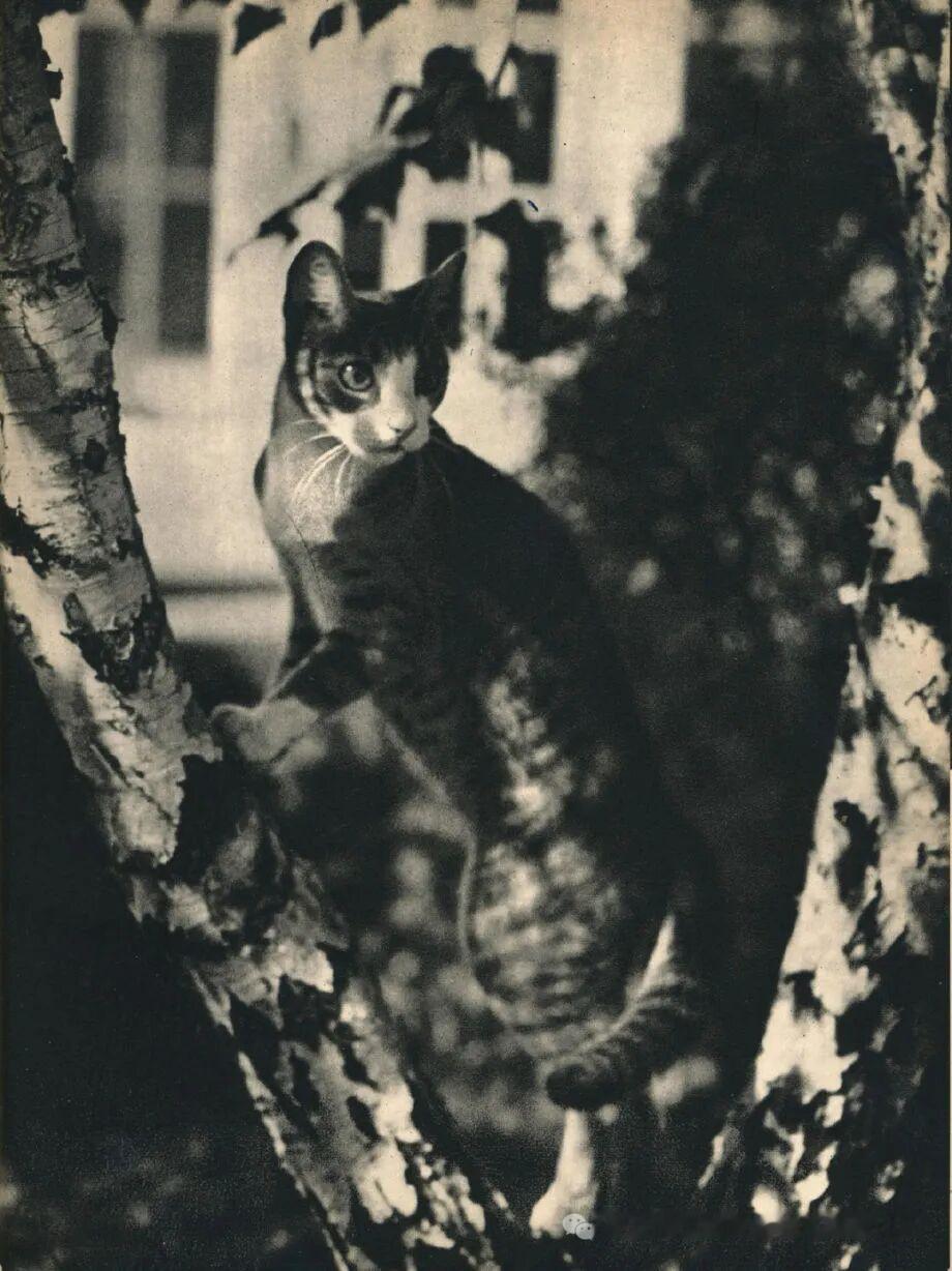 猫咪写真书《SAM》​​​​摄影师EdwardQuigley