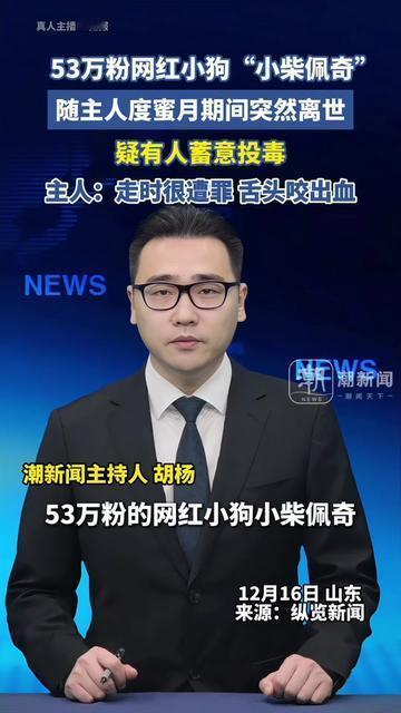 谁能想到，蜜月的甜，居然变成了剜心的疼！小柴佩奇是主人婚礼的花童，戴小领