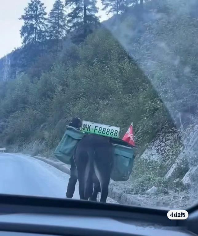 想了想，确实得挂绿牌​​​