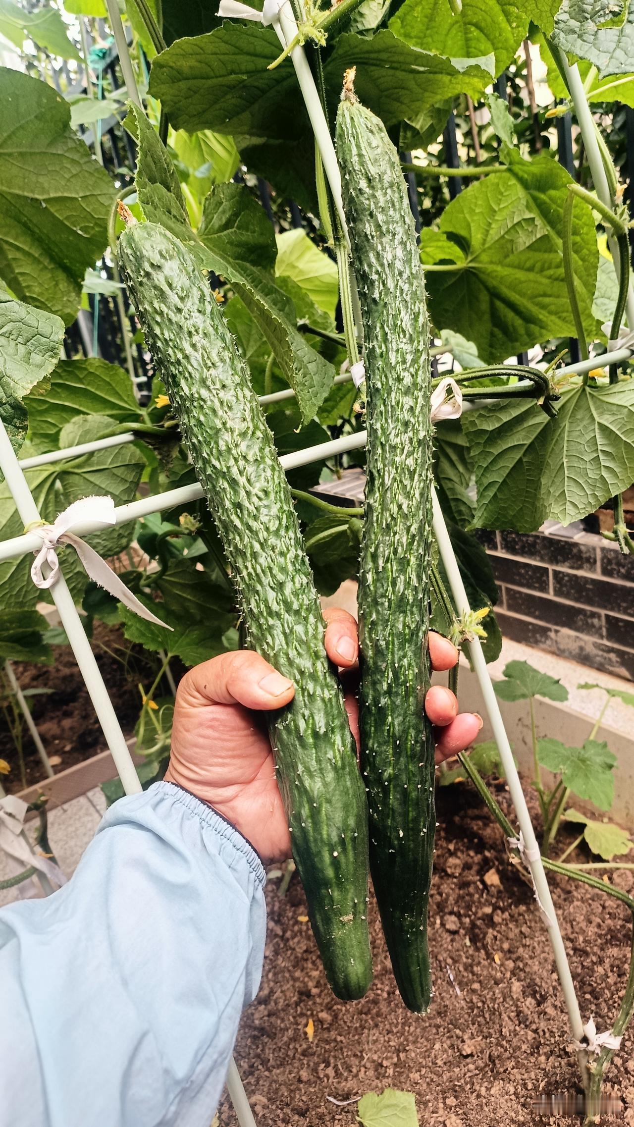 我的黄瓜、西红柿上半年种植管理总结栽种黄瓜、西红柿要根据长势调整管护方式，