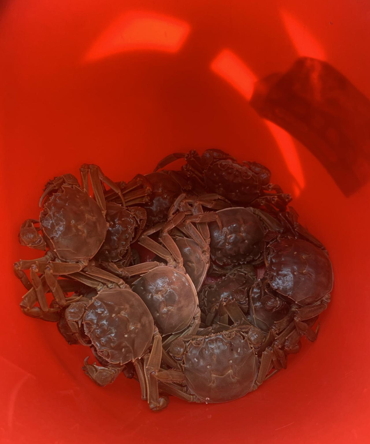 中秋佳节，举国欢庆。晚上我打算买几只螃蟹尝尝。到超市一看，大些的螃蟹一只29.