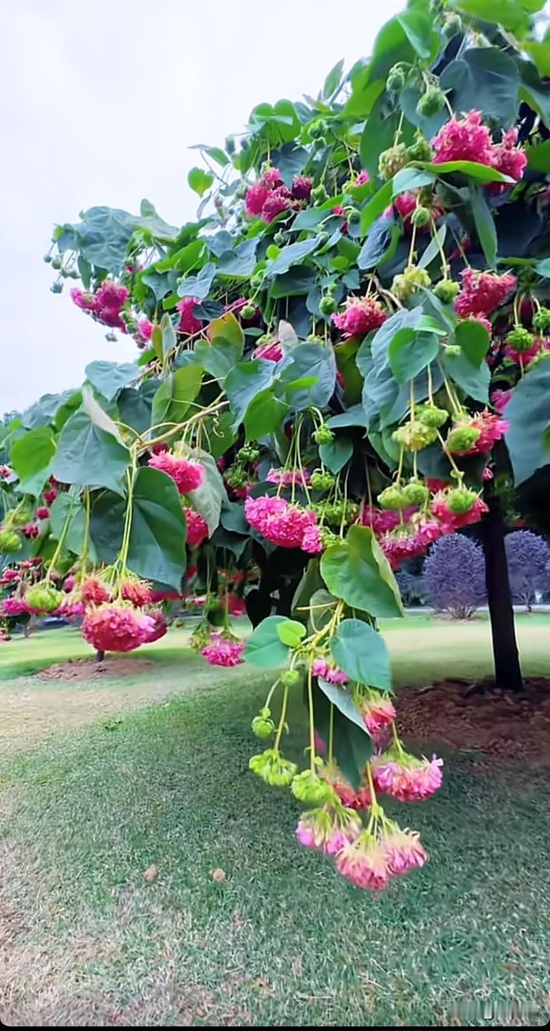 七律•悟花睡夜静幽园花睡深，娇姿酣梦隐香痕。风摇翠影疑仙舞，月洒清辉似玉