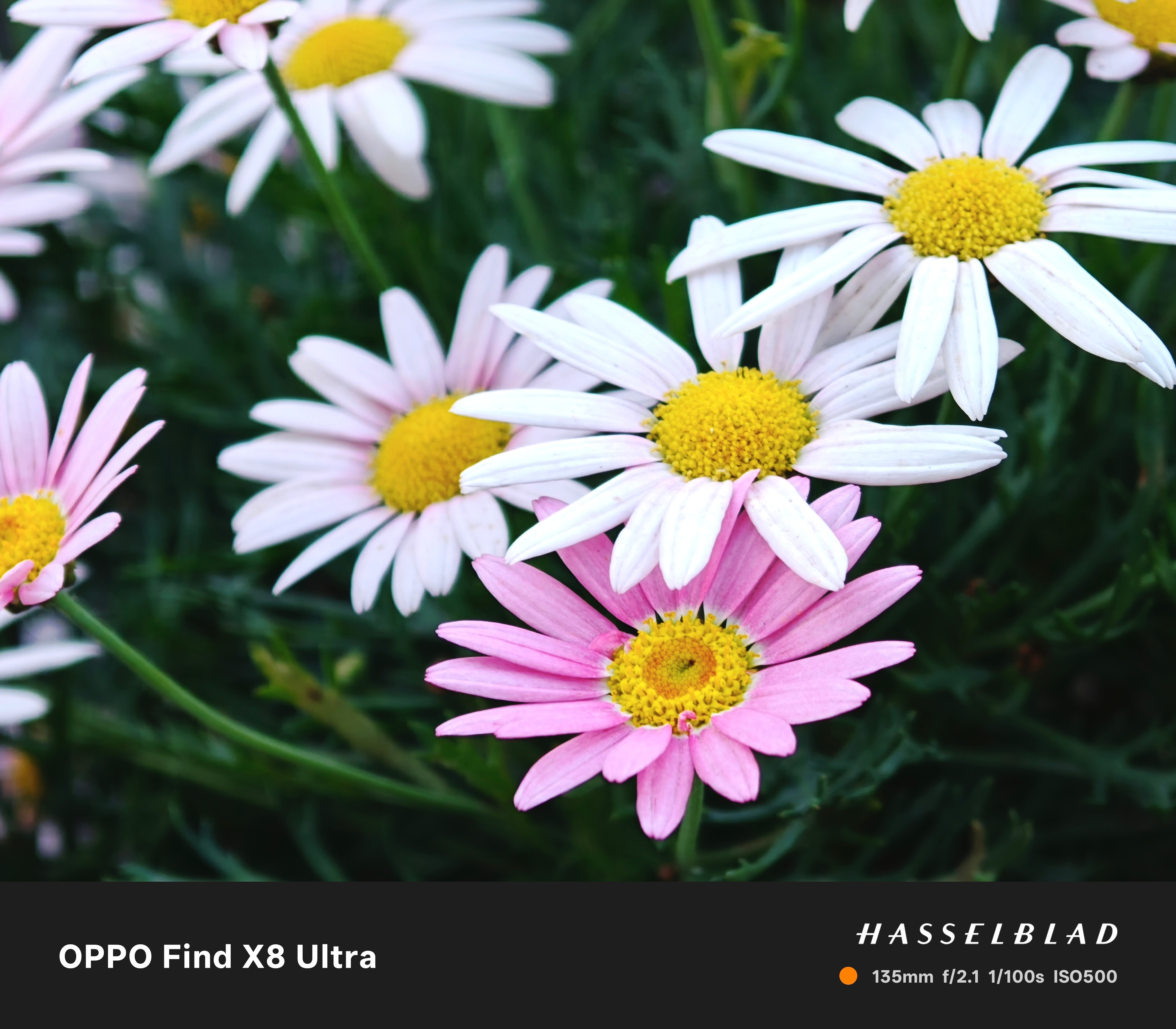 vivoX200Ultra评测中拍的，85mm,135mm的细节更多，OP
