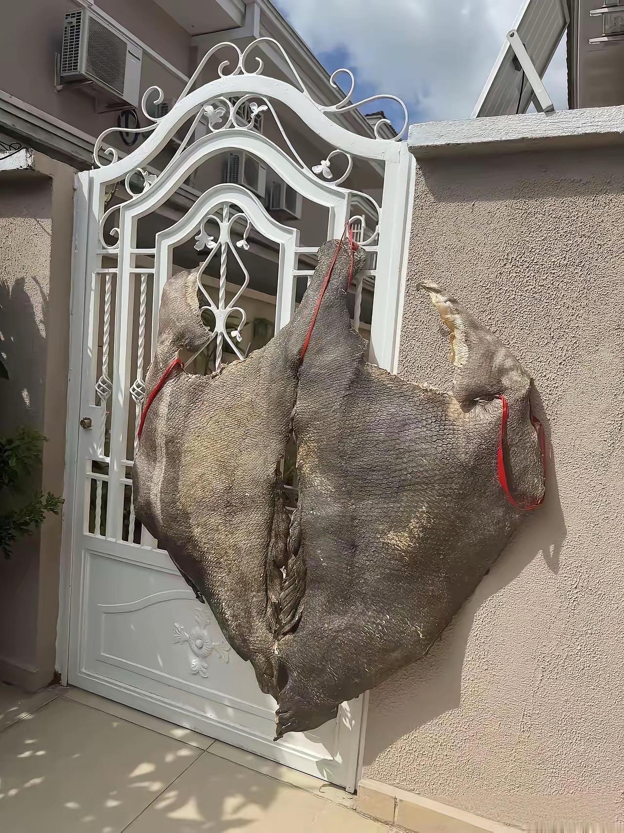 这个是什么东西