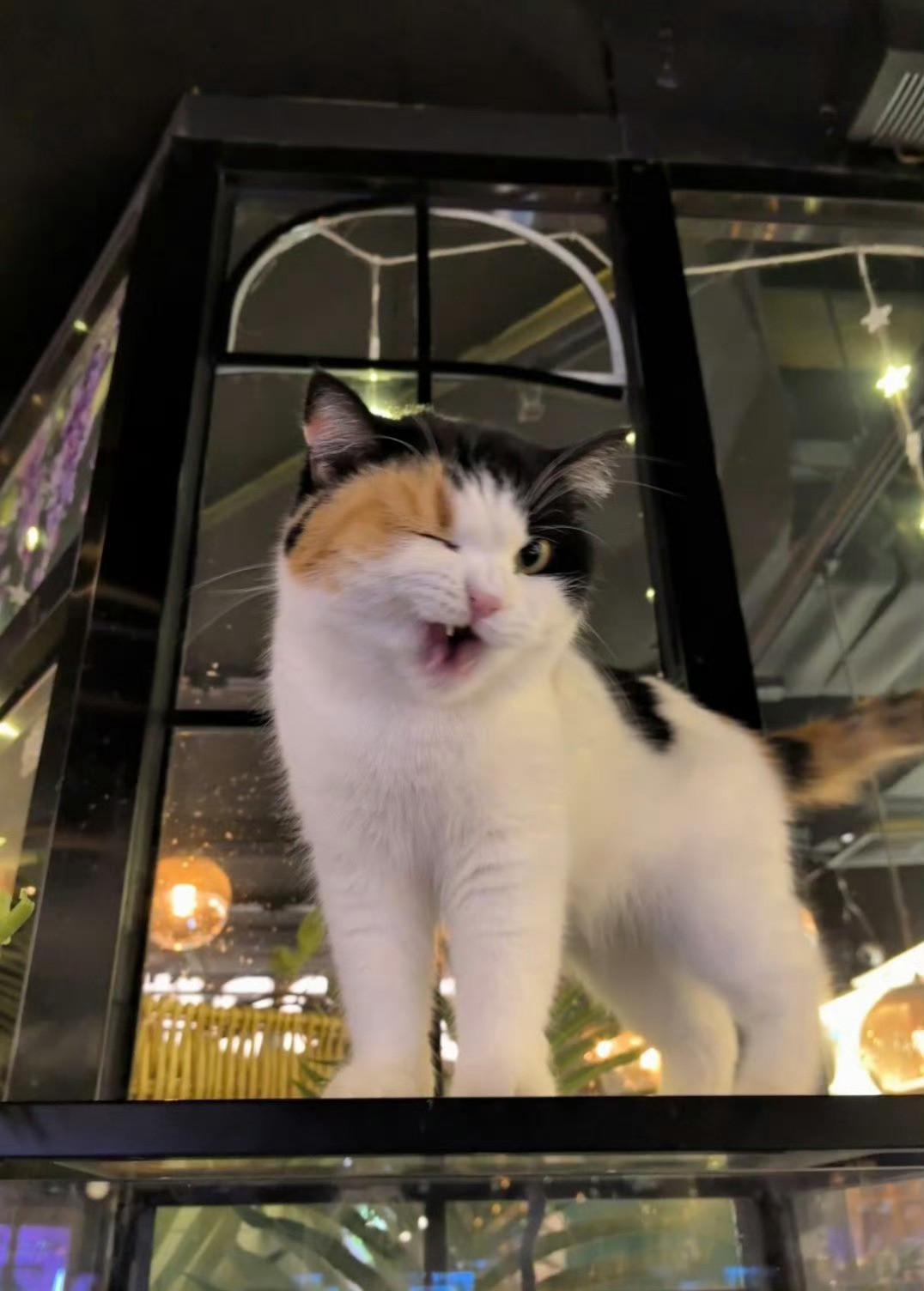 猫咪：我准备好了，拍吧📸