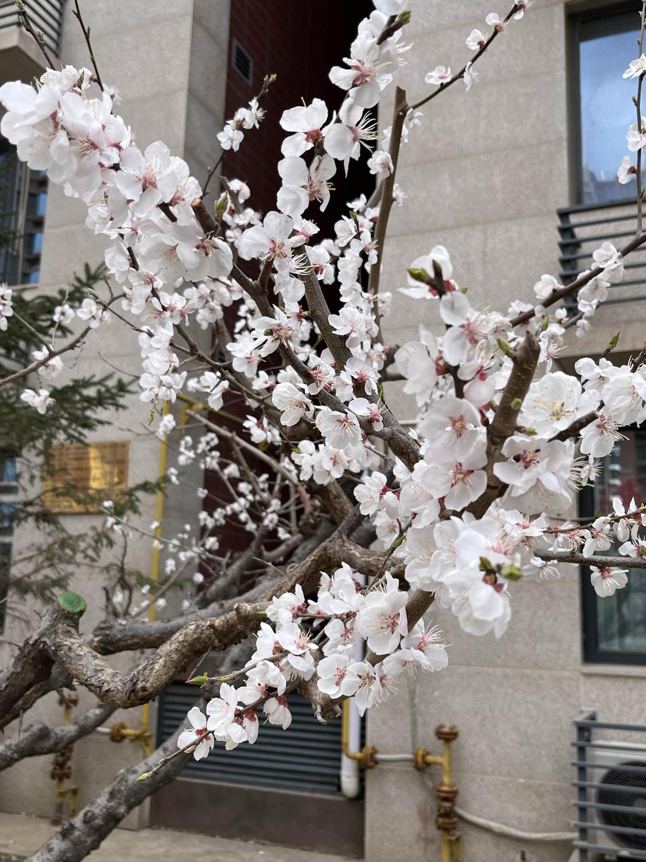 说件大家关注的事，曾经买房就给北京户口的年代还能重现吗？或许还会有那么一天。