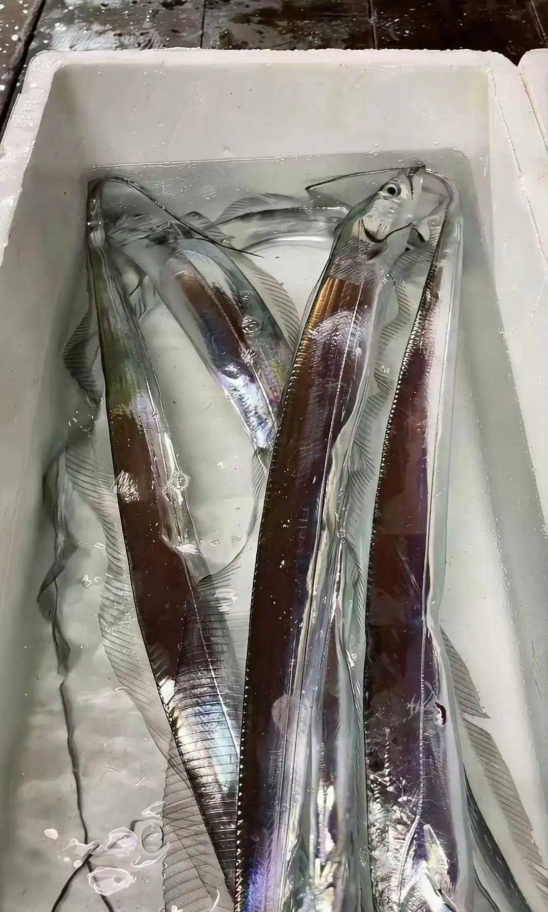 第一次见到活的带鱼，原来长得那么好看