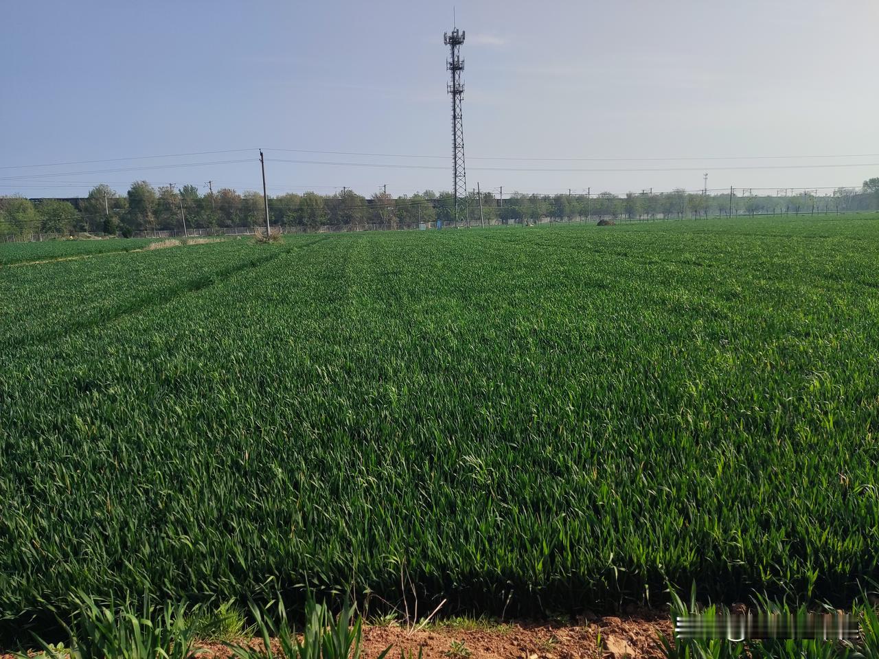 村里一位八十岁的老人去世了，计划后天出殡。说来不巧，他的坟地被包地的前一天刚刚浇