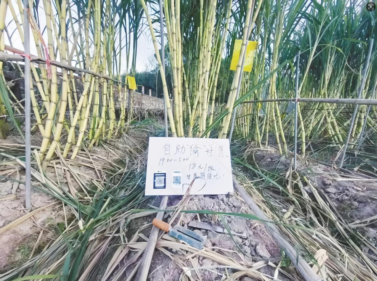 “自助偷甘蔗”成功出圈了,老板说,“大家想付钱就可以付,不想付钱也可以拿走共享