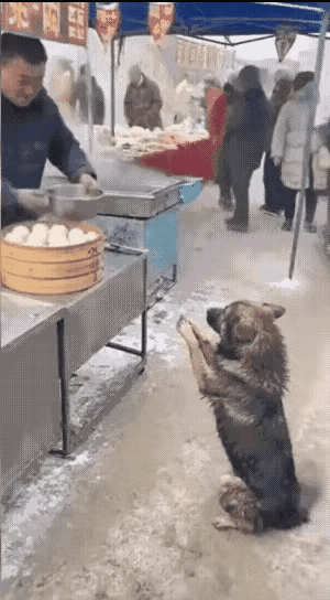 板下跪、作揖，不曾想，包子没讨到，老板一盆沸水却迎面浇来。排队买包子的顾客看