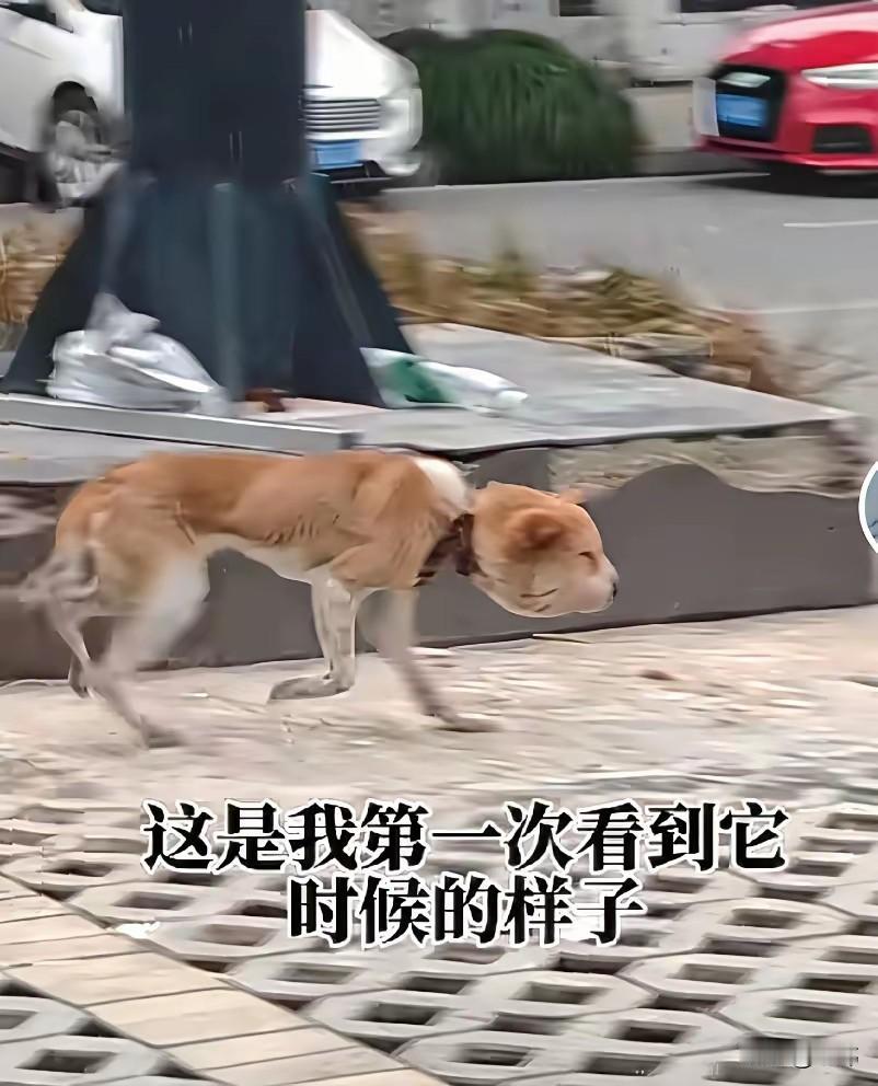 太惨了！这天一位小哥哥去菜场买菜，结果路过一条小路的时候，看到了触目惊心的一幕，