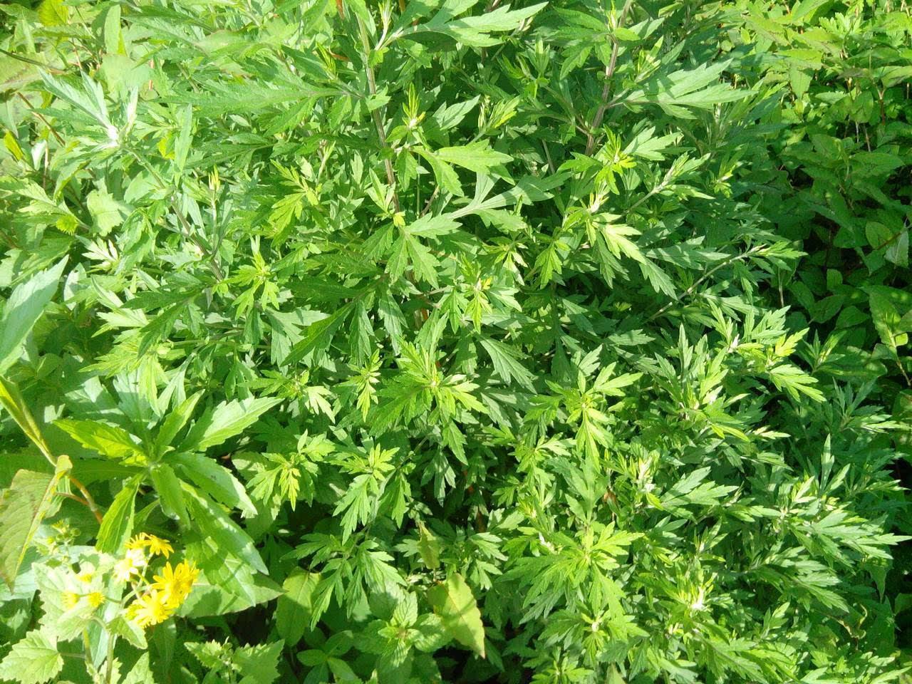 艾草真有那么神奇? 支持中医也应理性看待