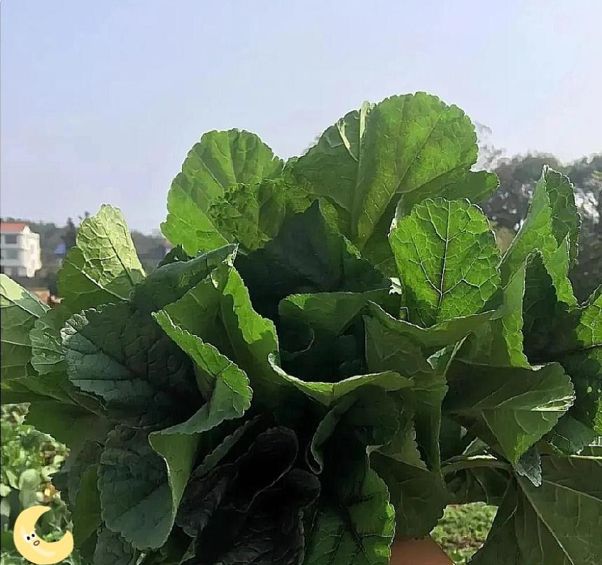 广东工厂招工，现在全变味了。以前是厂门口贴张红纸，你进去，跟厂里签合同，拿底薪