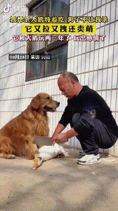 “万万没想到!”河南,一男子打算把家里养了三年多的大鹅宰了,炖鹅肉吃。哪晓得他刚