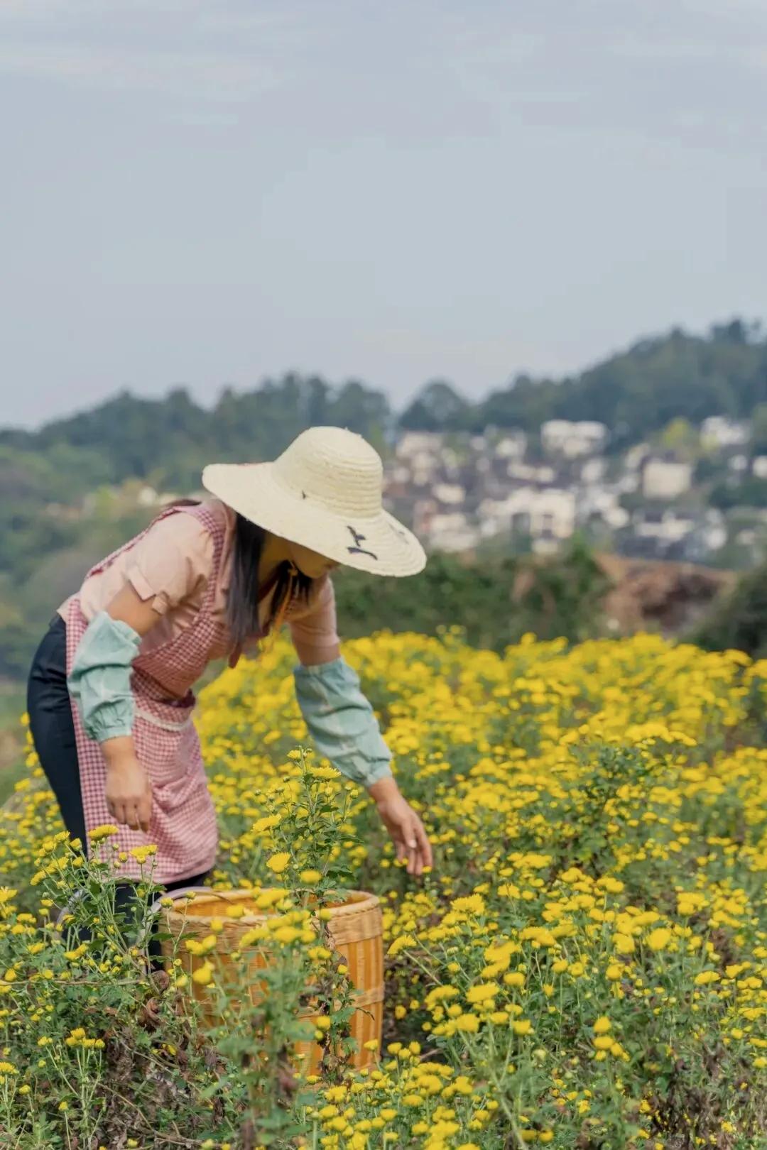 【世上最有效的美容叫慈悲，最便宜的幸福叫随缘，最无量的功德叫孝顺，最快速的解脱叫