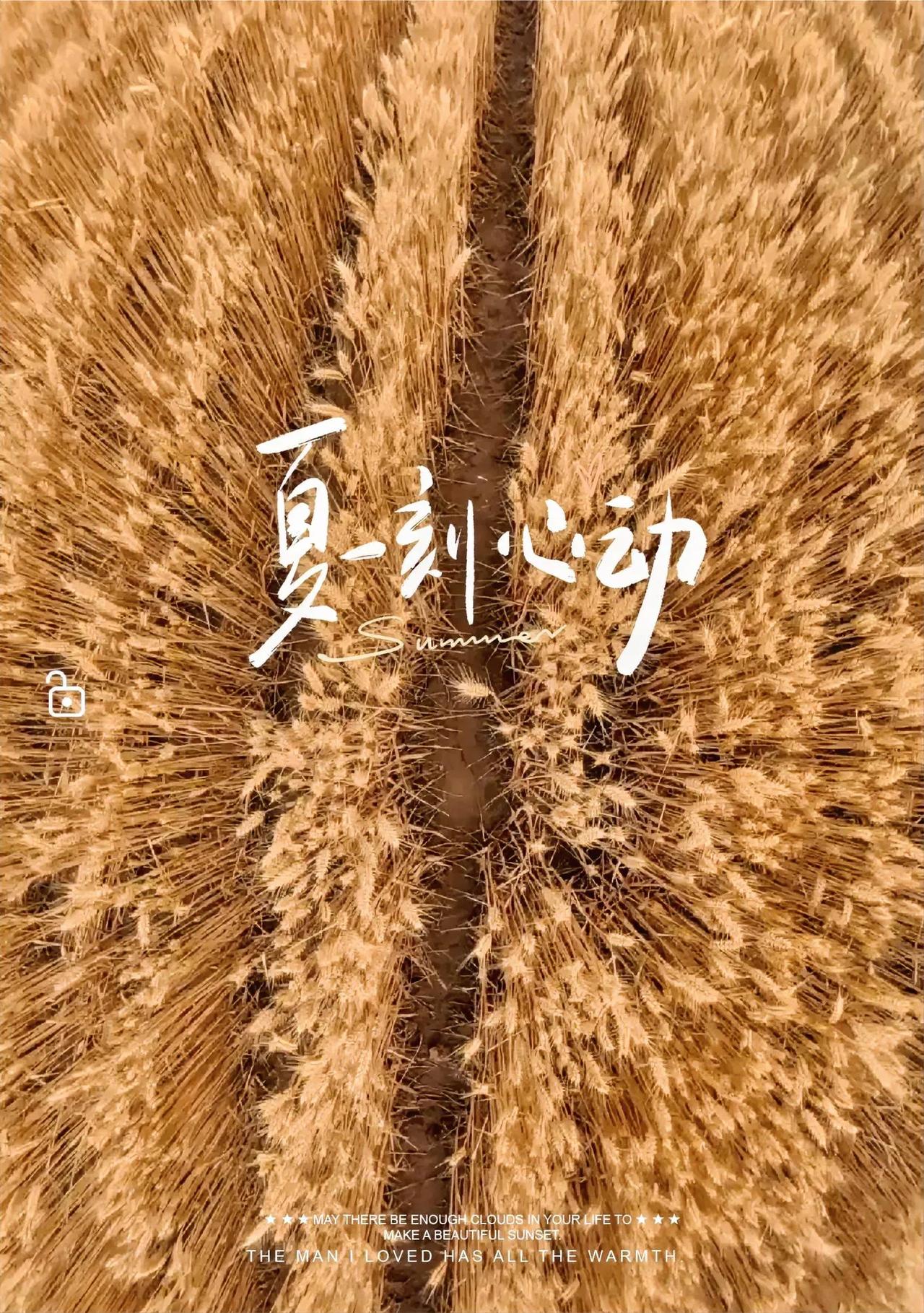 今天宝鸡蟠龙塬上东连片一平方公里的专为擀面皮而种植的高筋面粉小麦开始机械化收割了
