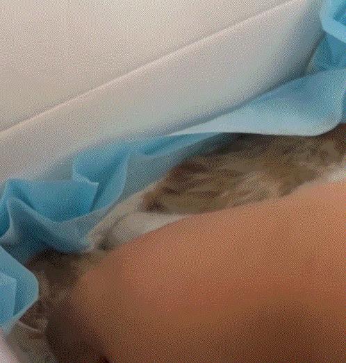 万万没有想到，10月10日主人养的猫咪去世了，主人和狗子则守在去世猫咪跟前，期间