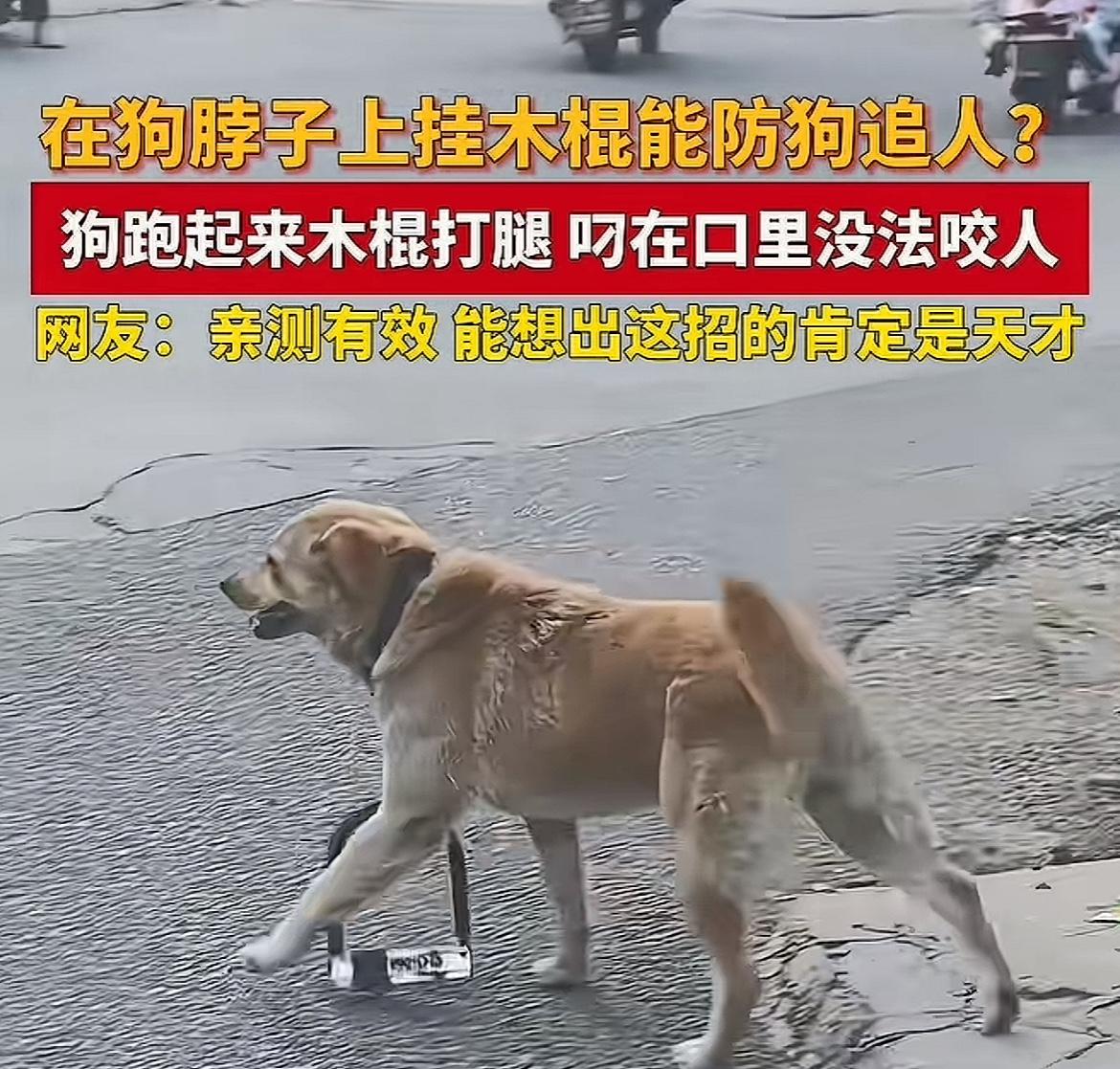 发明狗子限速器的人，可真是个天才[捂脸哭]有些地方，特别是村子里，经常有狗群在