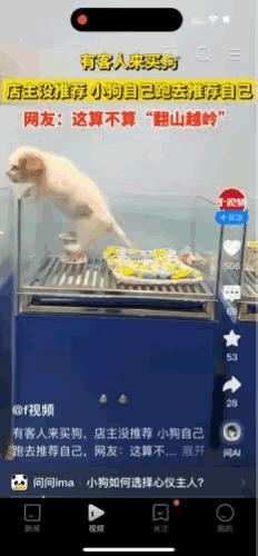 近日，某宠物店里，有人来买小狗，店主正在向顾客推荐时，从最里面的一间小狗舍里，一