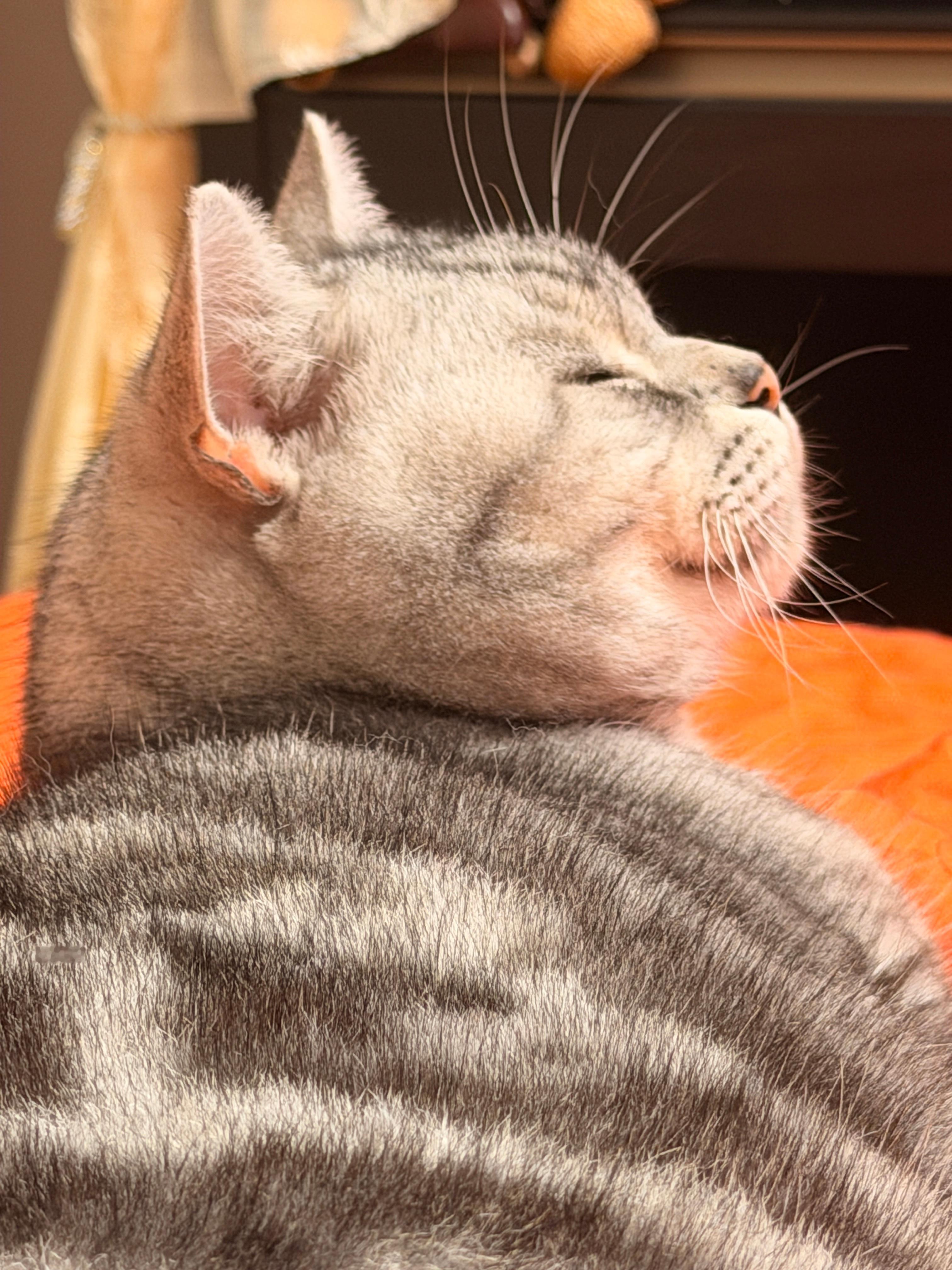 全世界最好的小猫咪
