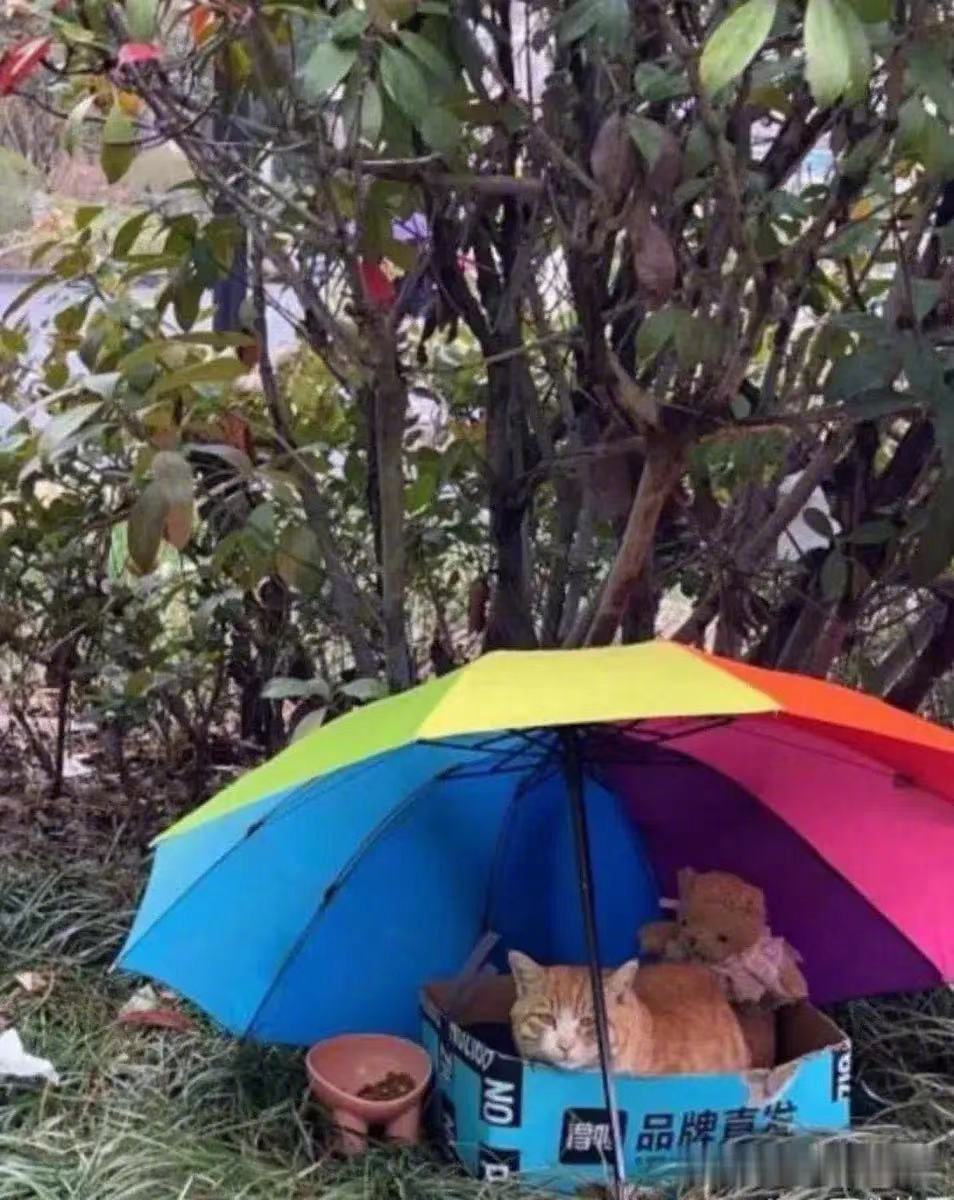 在公园里，有人看到一只流浪猫，安然入眠，睡得非常香甜。担心它被太阳暴晒，善心人士