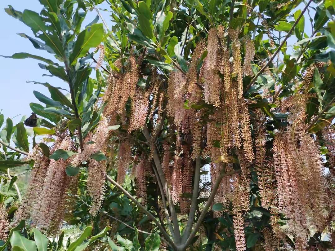 树上挂满“毛毛虫”？别慌！是夏威夷果花开了春日里，不少人偶遇奇特景象：高大的