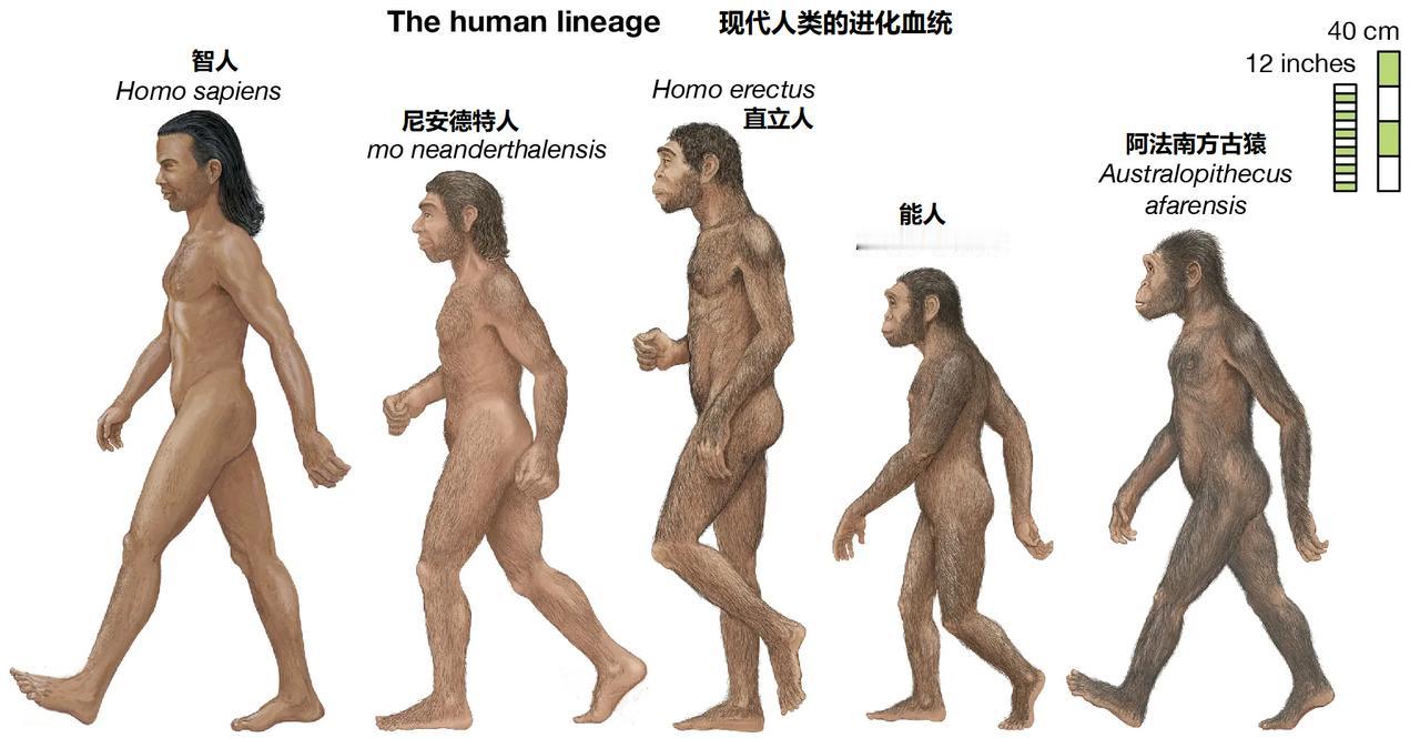 看网上有些人分不清楚直立人、智人。其实分不清楚是正常的，因为需要多个板块的知识