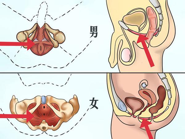 男人如何锻炼PC肌, 来提升自己的战斗力?