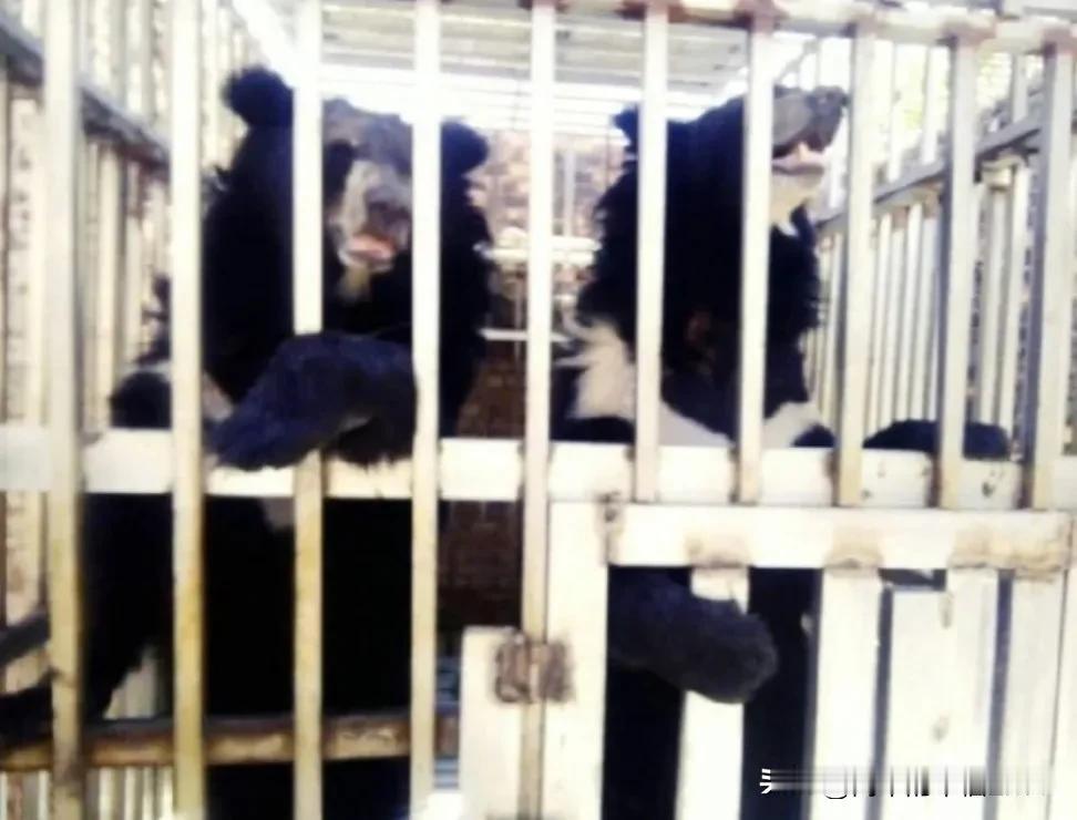 这个事情不简单！泰国海军陆战队进入一家柬埔寨赌场，空无一人的赌场深处，竟然发现了