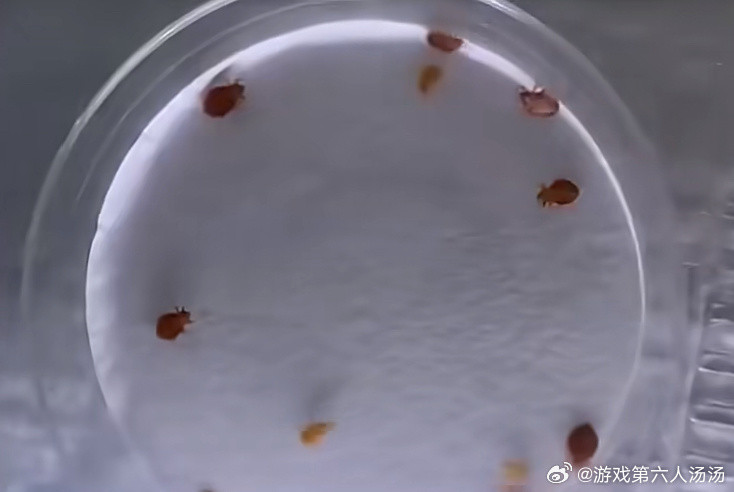 上海床虱这东西最要命的是不好消除，而且这玩意儿好像繁殖特别快，床整个烧掉是最廉