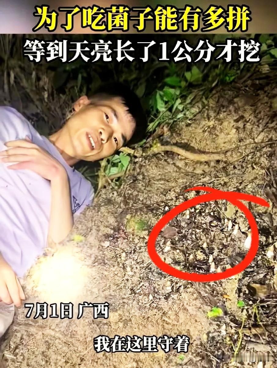广西有个大哥，半夜进山找菌子，撞见一窝极品鸡枞。瞅着个头有点小，他嫌不过瘾，