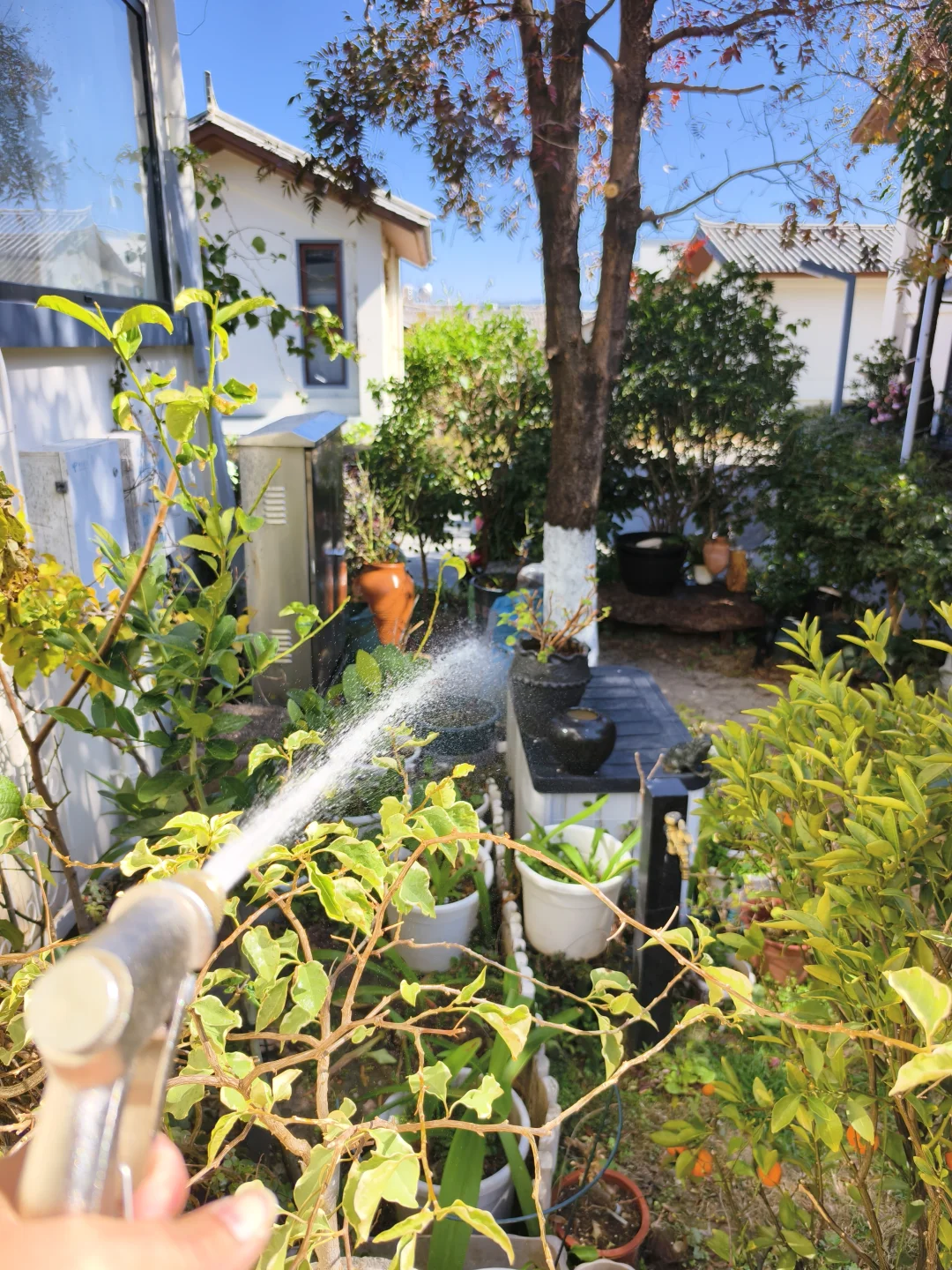 在大理，又是闲散度日的一天🌞