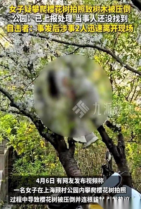 “嘭！”一声闷响，顾村公园里，一人多高的樱花树，轰然倒塌，连根拔起。树枝上，刚才