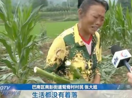 太缺德了！重庆，一对老夫妻种了一亩玉米，玉米刚抽穗，老人计划等成熟了就换点生活费