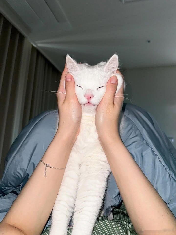 起床前先撸个猫🐱..cr：pepper_udon