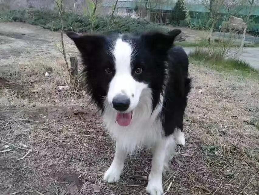 昨天晚上漫步来到杭州银泰百货城猫咪馆，看到很多可爱的猫咪都在百无聊赖的呼呼大睡。