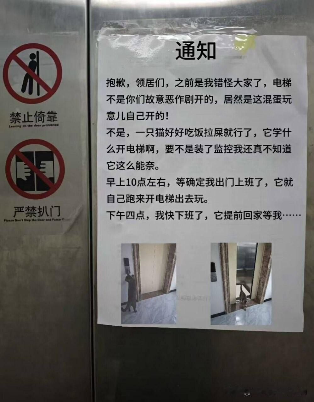 电梯猫后续来了