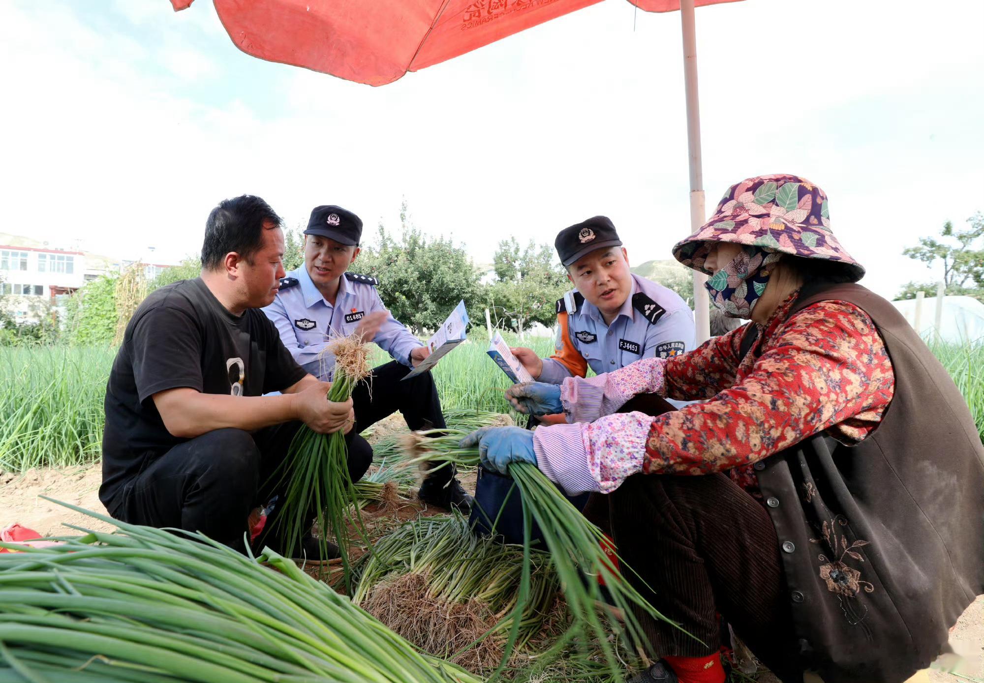 兰州青白石派出所警护丰收【警务前移护果园】金秋时节，兰州市城关区青白石街道青石湾