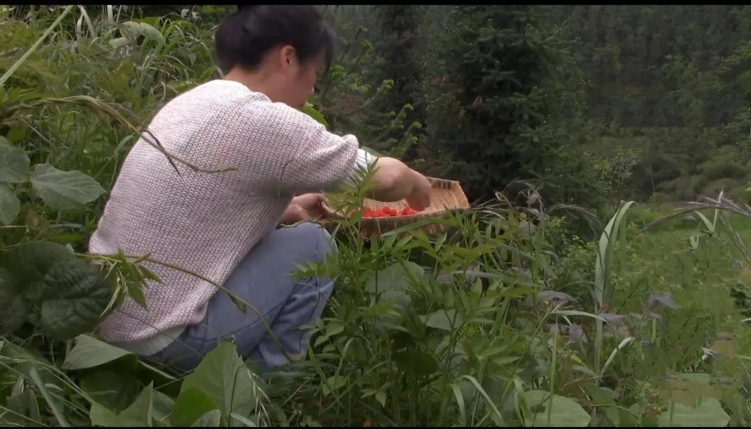 把春日的美好都封进酒里啦！[红脸笑]四月的山居真的很治愈，不仅有吃不完的野菜，还