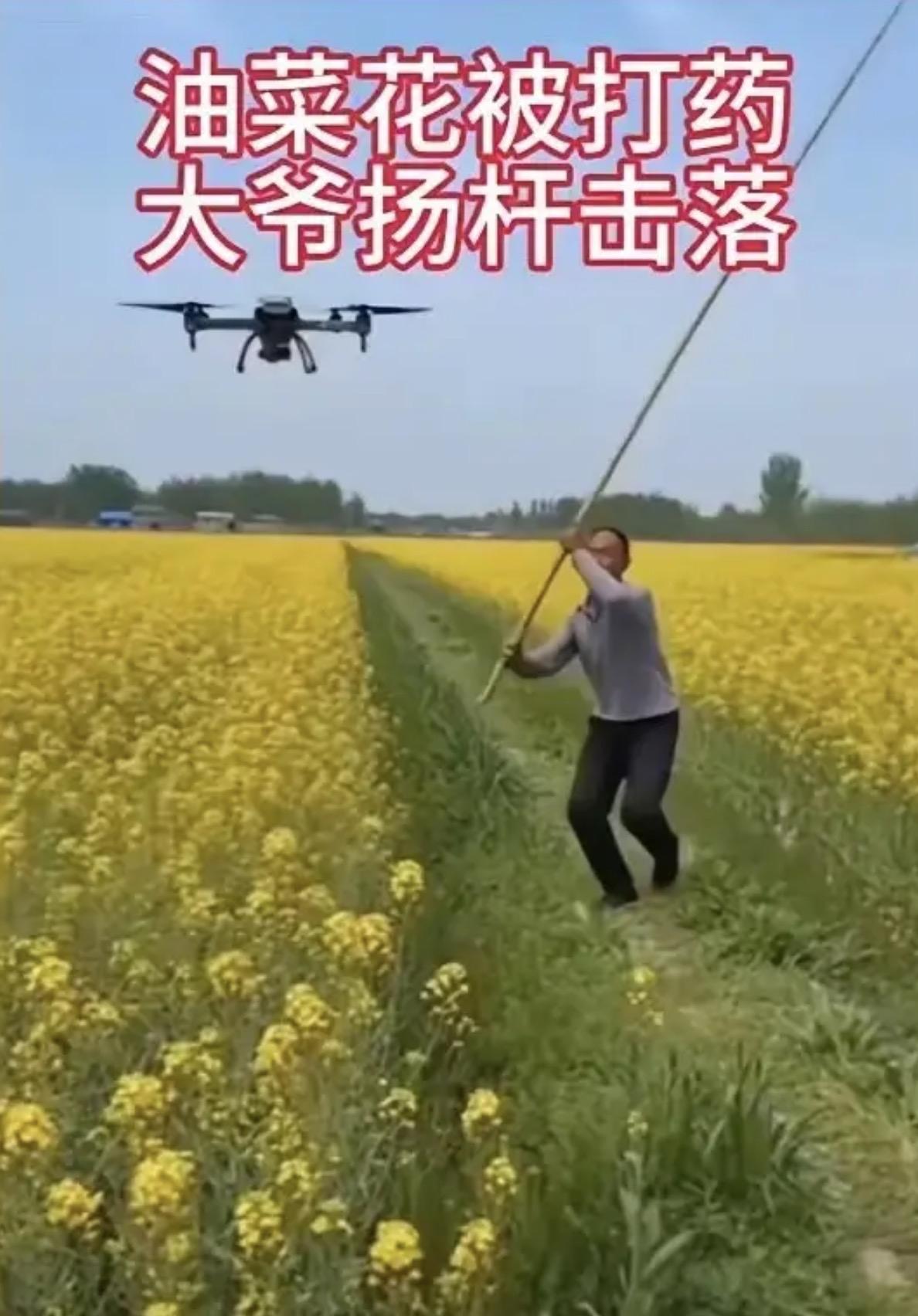大爷真不是蛮干，油菜花盛花期无人机直接喷药，换谁都急眼！种了一辈子油菜的老人