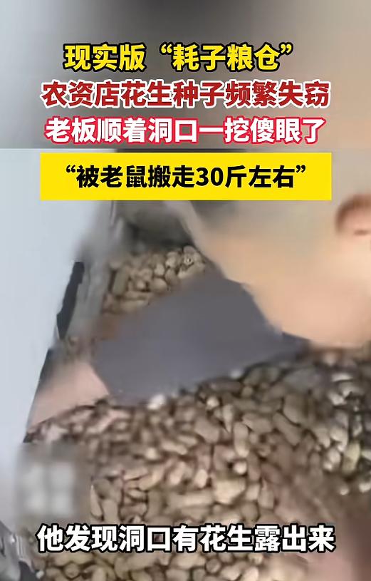 4月26日报道，河北唐山一经营农资的男子，店内花生种子持续莫名短缺，多方排查未寻