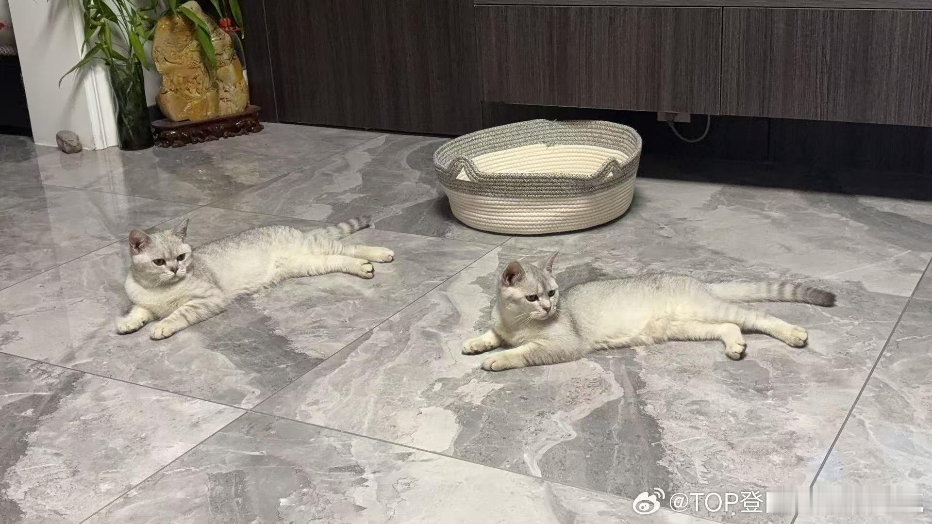 张泽禹征集猫咪名字张泽禹带回家了两只小猫咪，每一只都超级可爱！快来帮忙给它们起