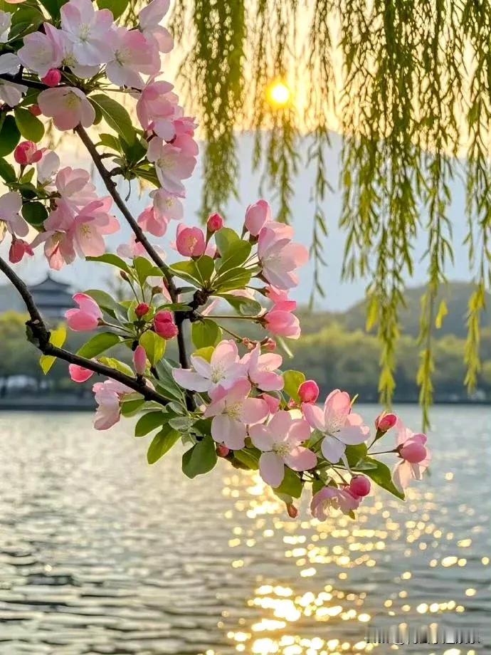 🌺春日邂逅，海棠花海的浪漫邀约宝子们，春天真的太美好啦！最近出门，被这春