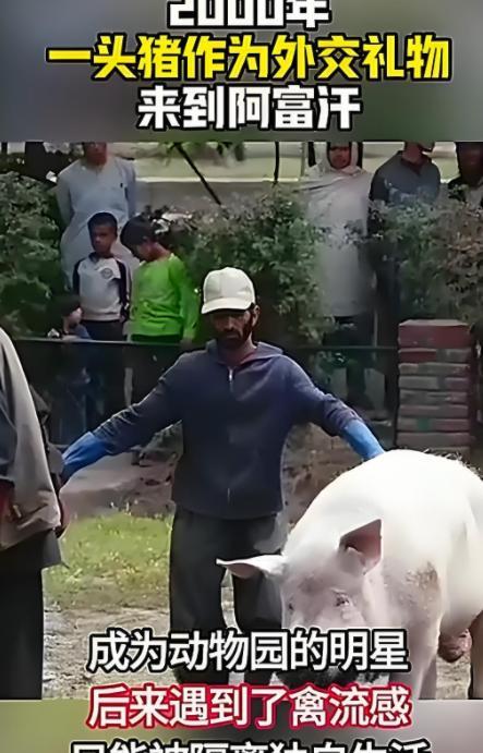 阿富汗的老百姓没有见过猪，阿富汗请求中国送给他们2只猪，2002年，八达岭野生动
