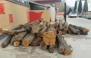 为什么枣木不能当柴烧？一位60岁的护林员告诉我，大部分树木死后都能当柴火烧，唯独