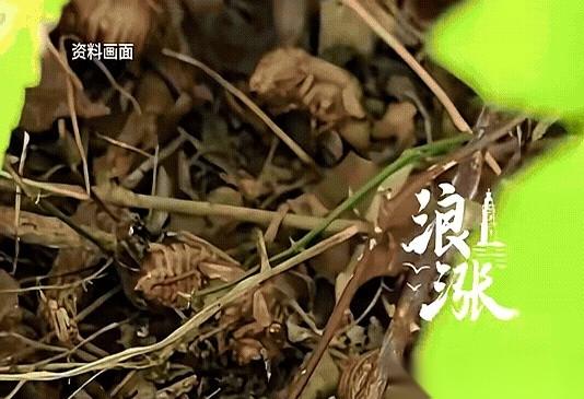 别人辞职去创业，江西这大哥辞职，提着个空蛇皮袋，一头扎进了大夏天的野树林。他不